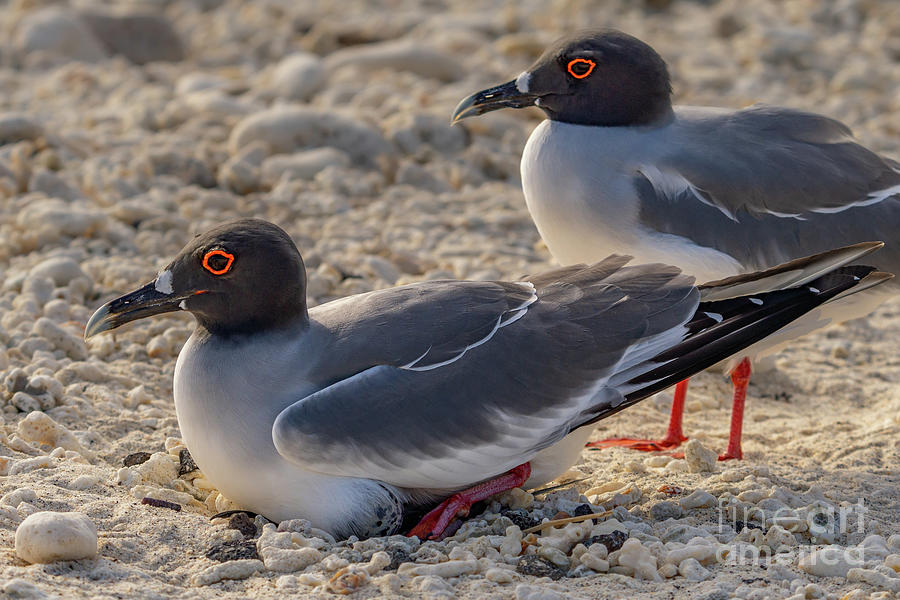 Swallow-tailed Gulls Protecting Egg Photograph by Nancy Gleason