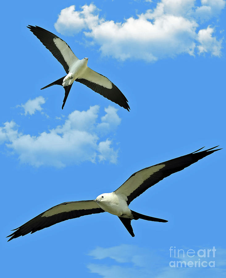 Swallow Tailed Kites Above Digital Art by D Hackett