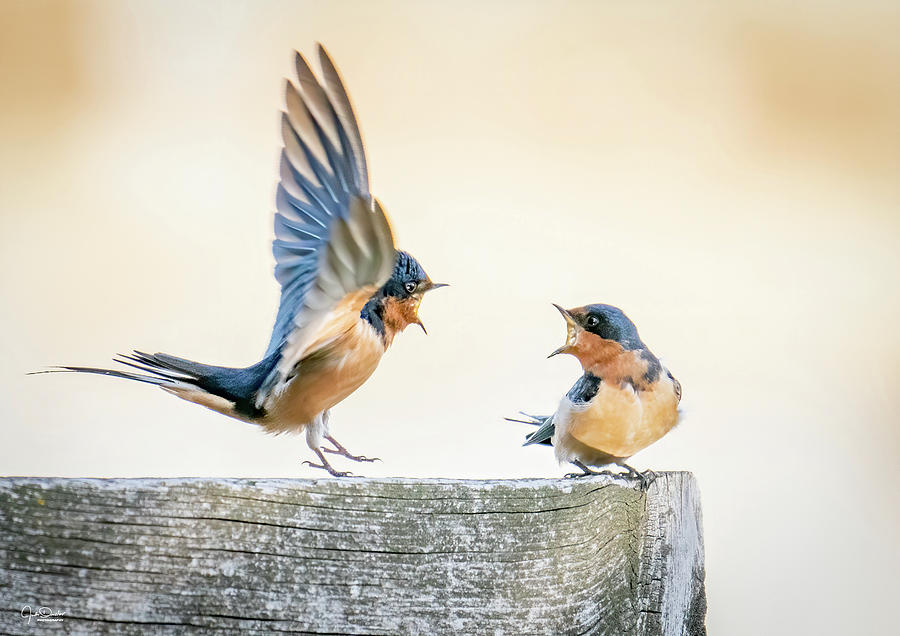Swallow talk Photograph by Judi Dressler