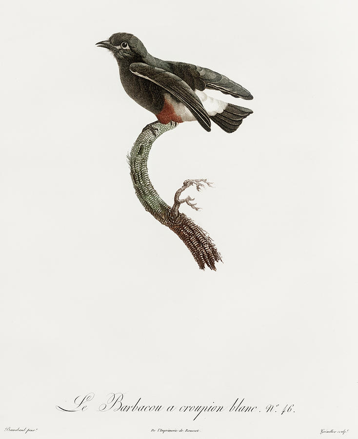 Swallow Winged Puffbird - Vintage Bird Illustration - Birds Of Paradise - Jacques Barraband    Digital Art by Studio Grafiikka
