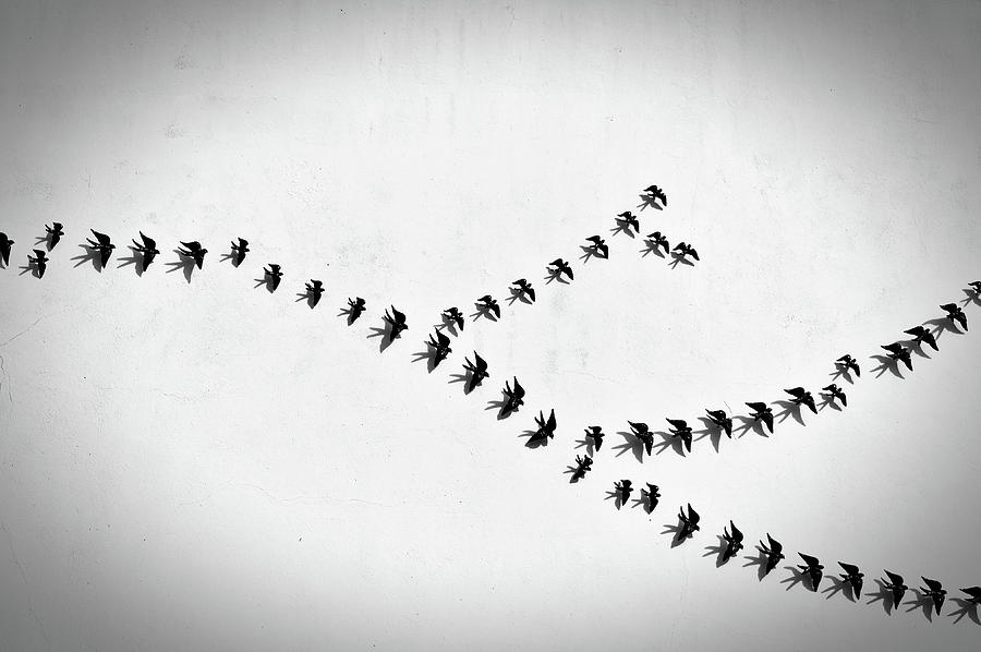 Swallows flying on wall Photograph by Angelo DeVal