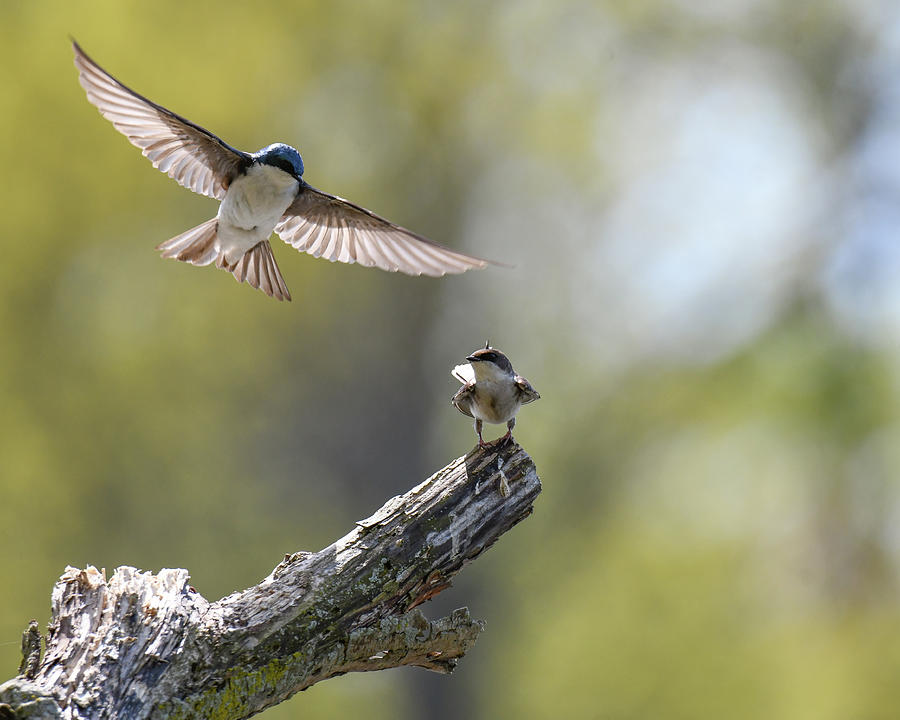 Swallows Photograph by Michelle Wittensoldner