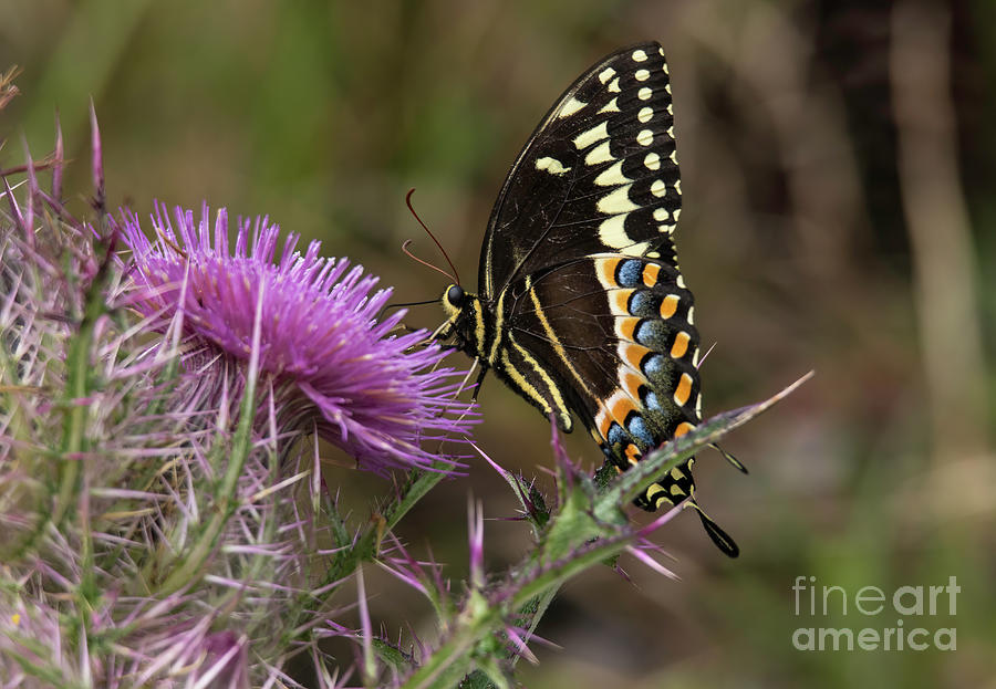 Butterfly Photograph - Swallowtail  A8770 by Stephen Parker