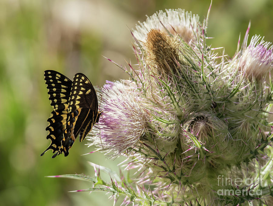 Butterfly Photograph - Swallowtail A8778 by Stephen Parker