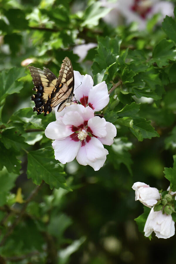 Butterfly Photograph - Tiger Swallowtail Alights and Nectars on Pale Pink Flowers by Candice Lowther