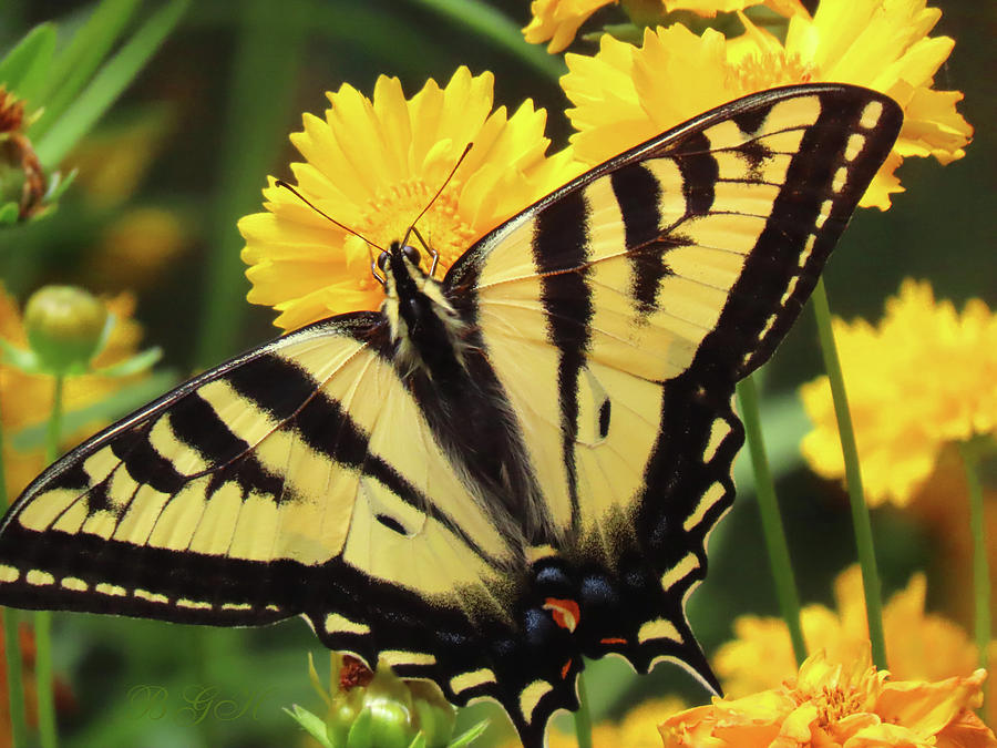 Swallowtail and Marigolds - Images From the Garden - Nature Photography - Butterflies Photograph by Brooks Garten Hauschild