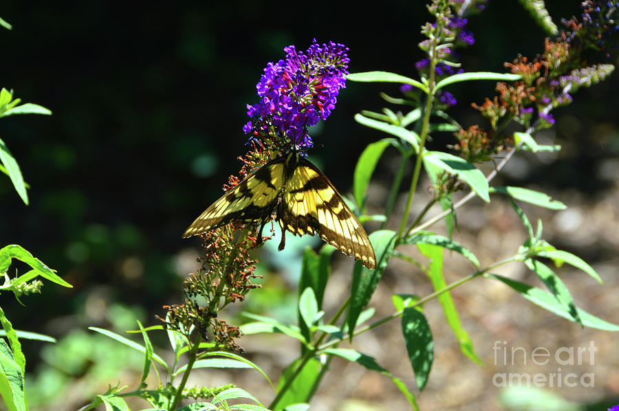 Swallowtail and Purple Butterfly Bush Photograph by Robyn King