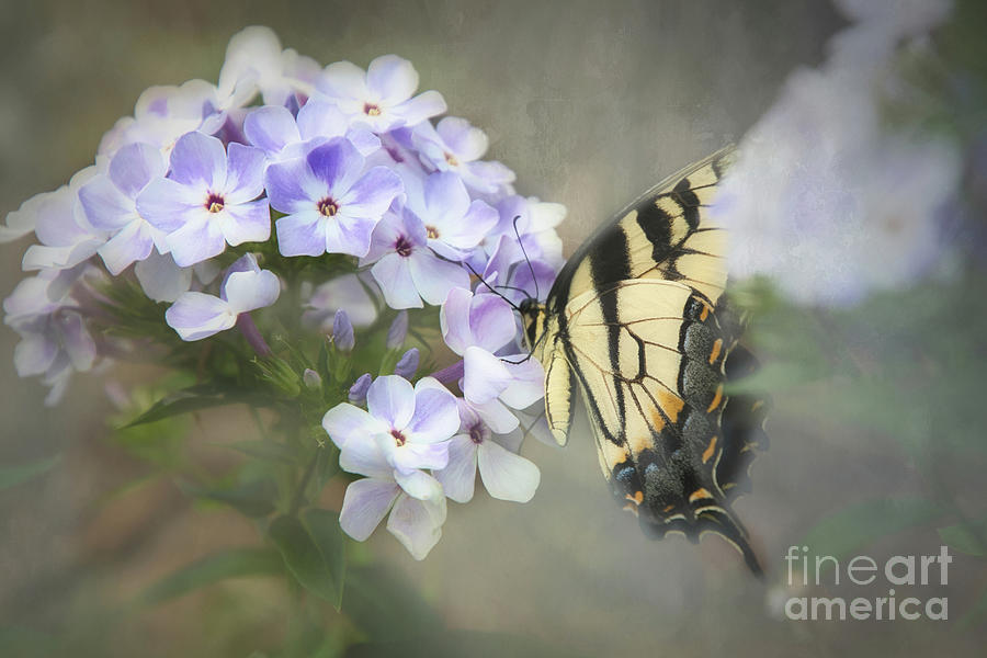 Swallowtail and Summer Phlox Photograph by Amy Dundon
