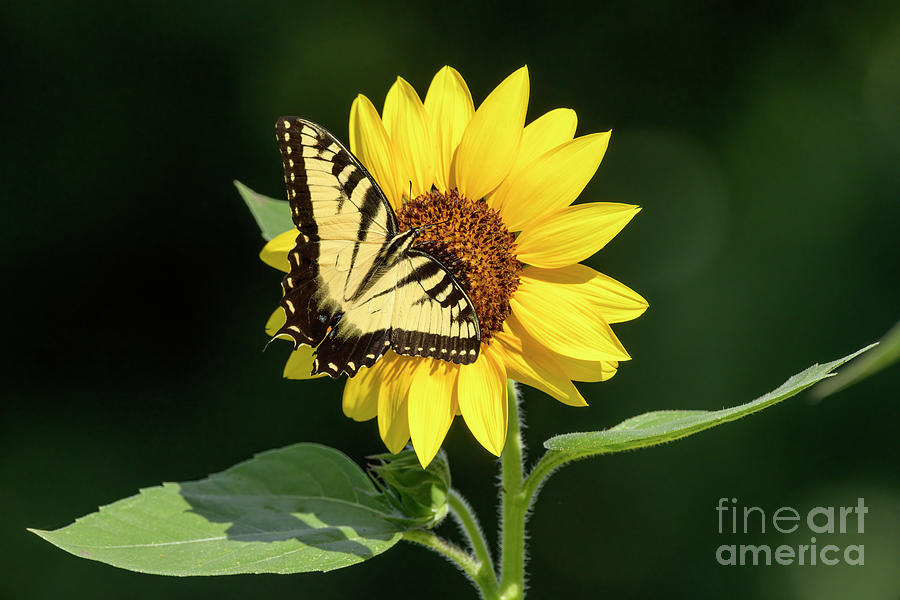 Swallowtail and Sunflower - D012368 Photograph by Daniel Dempster