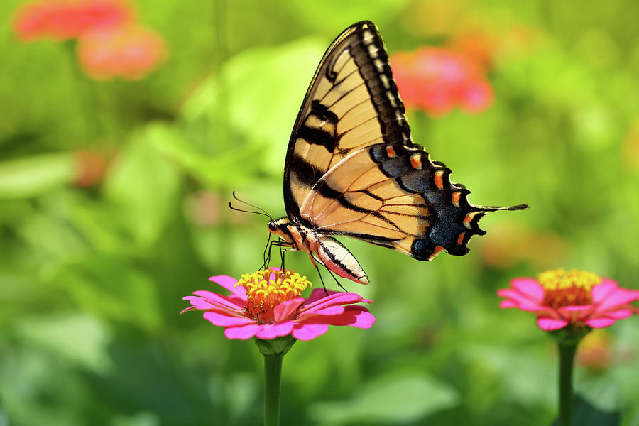 Swallowtail And Zinnia Photograph by Gary Yost