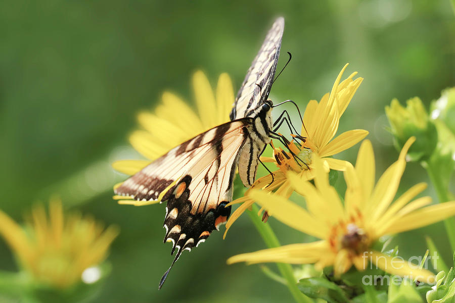 Swallowtail Beauty Photograph by Anita Oakley