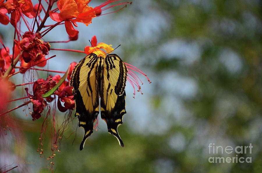 Swallowtail Beauty Photograph by Debby Pueschel