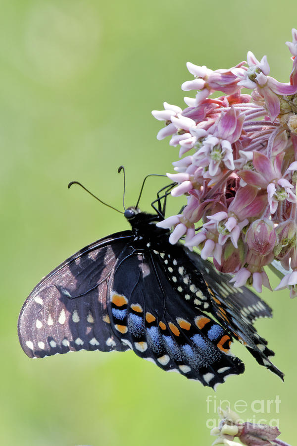 Swallowtail Beauty Photograph by Natural Focal Point Photography