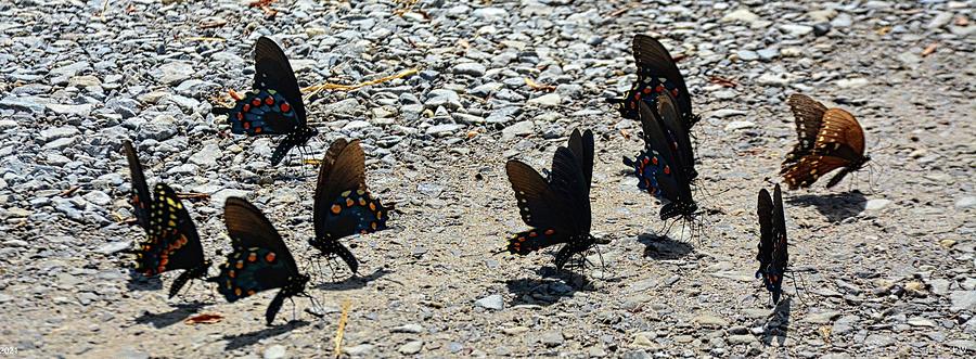 Swallowtail Butterflies Panorama Photograph by Lisa Wooten