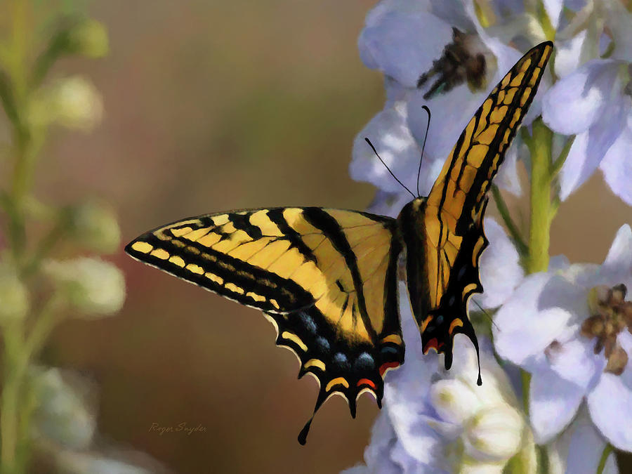 Swallowtail Butterfly 1 Painting by Roger Snyder