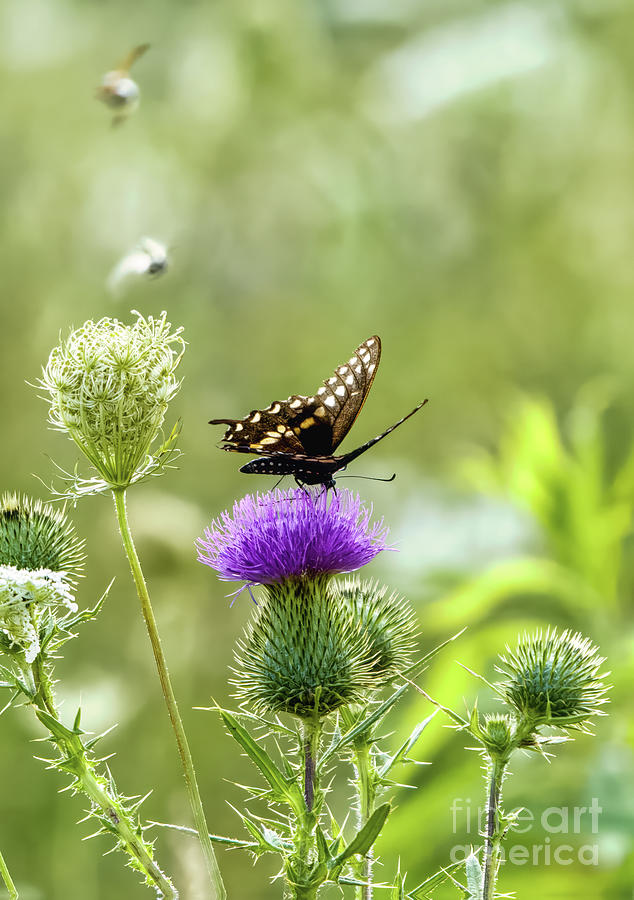 Swallowtail Butterfly and Bees Photograph by Charline Xia