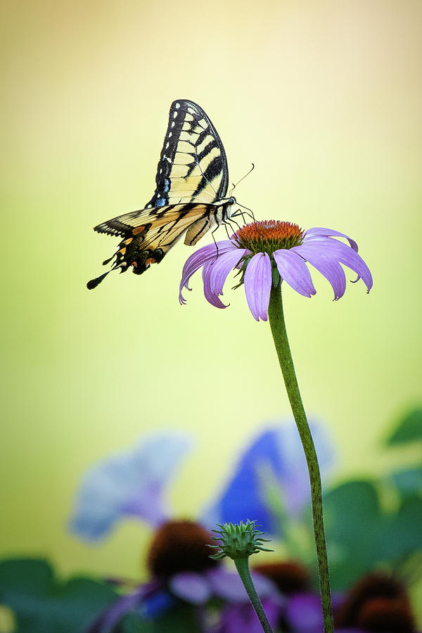 Swallowtail  Butterfly Photograph by Bill Wakeley