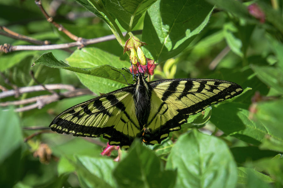Swallowtail Butterfly Photograph by Debra Martz