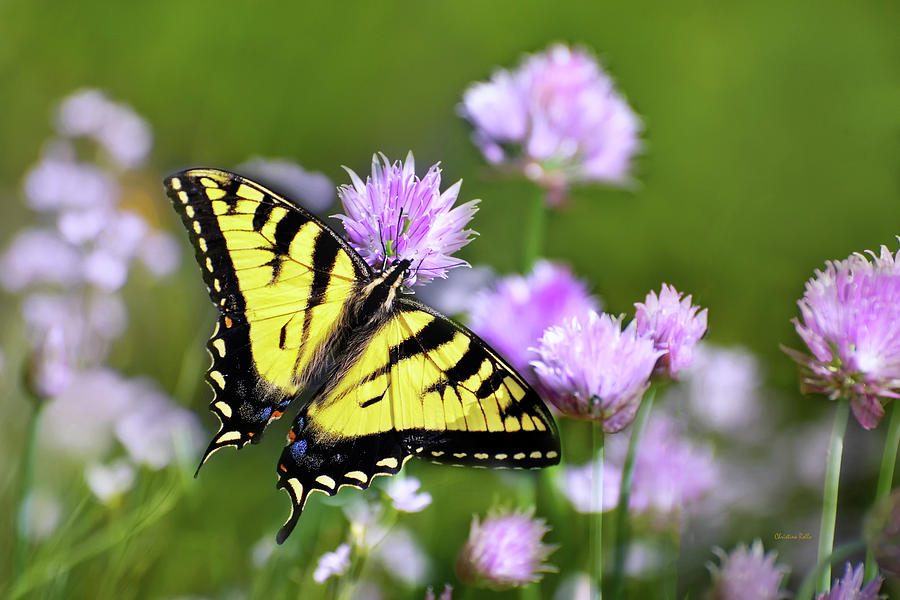 Swallowtail Butterfly Dream Photograph by Christina Rollo