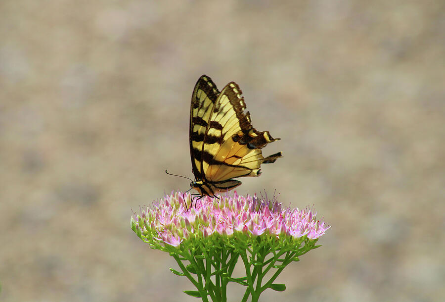 Swallowtail Butterfly Endures Photograph by Christopher Reed