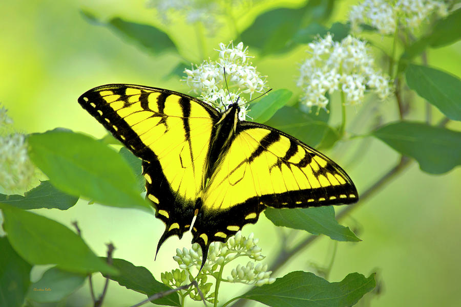 Swallowtail Butterfly Feeding on Flowers Photograph by Christina Rollo