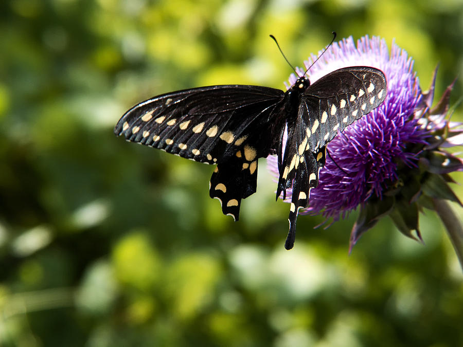 Swallowtail butterfly Photograph by Joel Bader