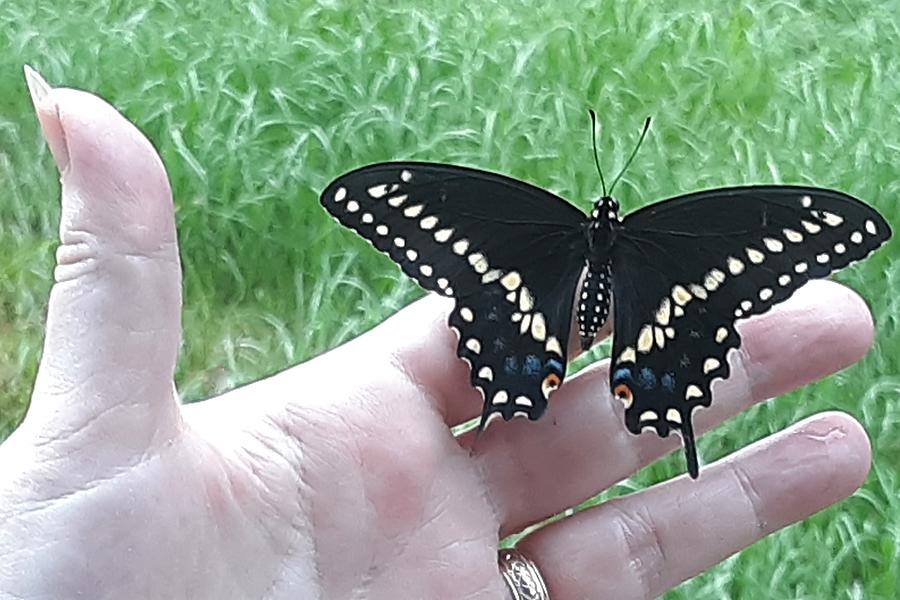 Swallowtail Butterfly Photograph by Katrina Gunn