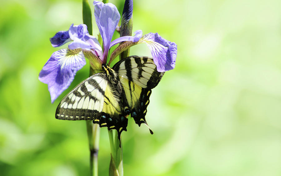 Swallowtail Butterfly. Photograph