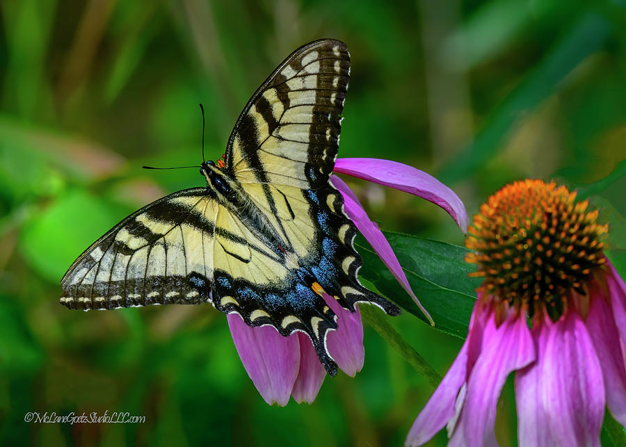 Swallowtail Butterfly  Photograph by LeeAnn McLaneGoetz McLaneGoetzStudioLLCcom