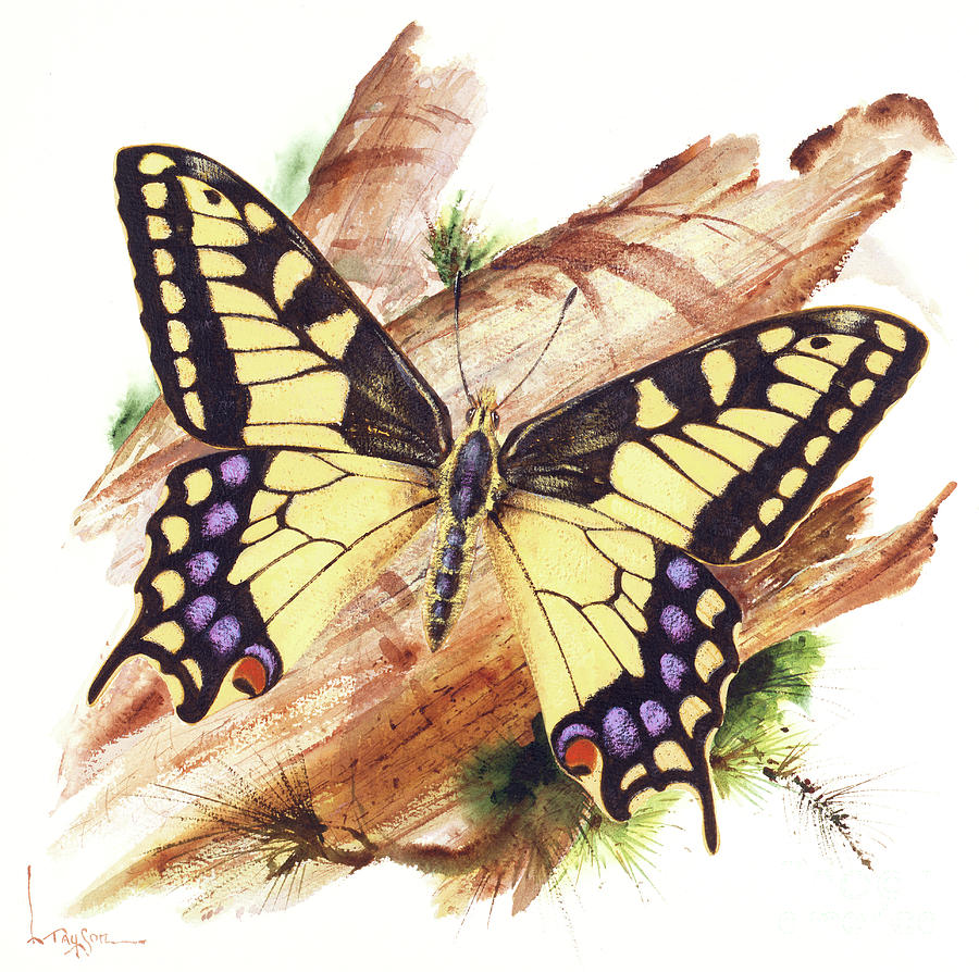 Original Art - Colorful Swallowtail Butterfly Floral Watercolor Painti