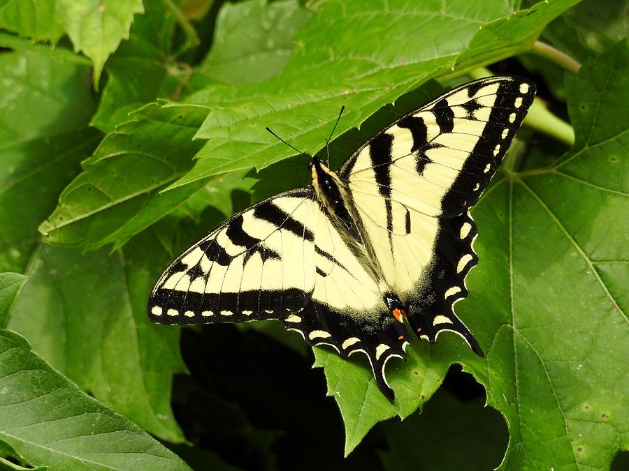 Swallowtail Butterfly Photograph by Mary Prinz - Fine Art America