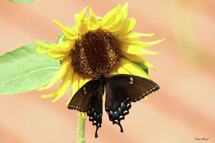 Swallowtail Butterfly on a Sunflower Photograph by Trina Ansel