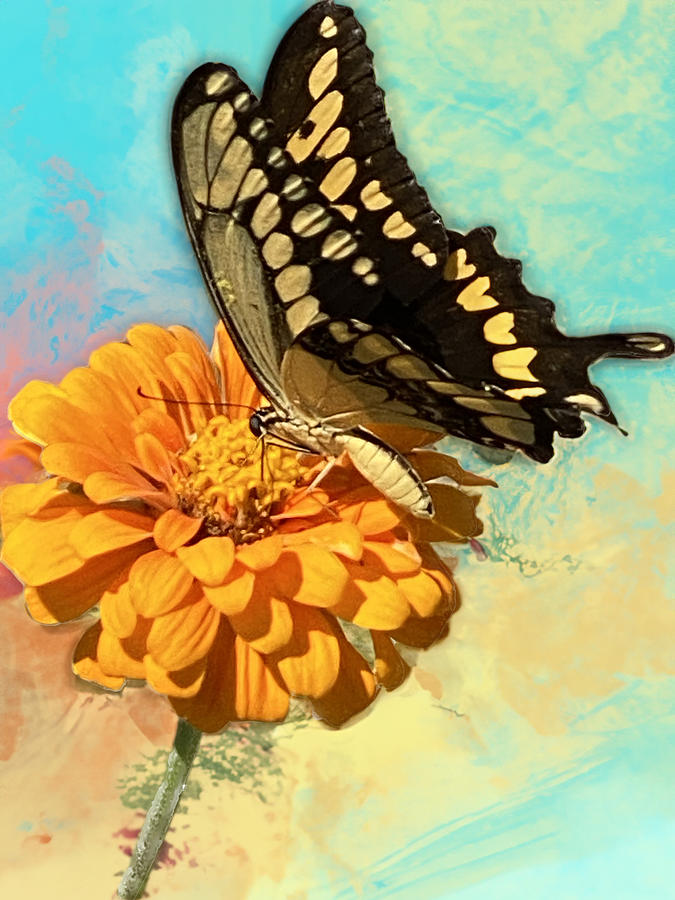 Nature Photograph - Swallowtail Butterfly on a Zinnia by Cathy P Jones