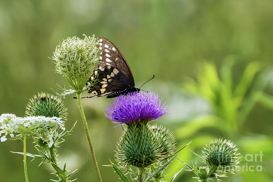 Swallowtail Butterfly on Milk Thistle Flower Photograph by Charline Xia