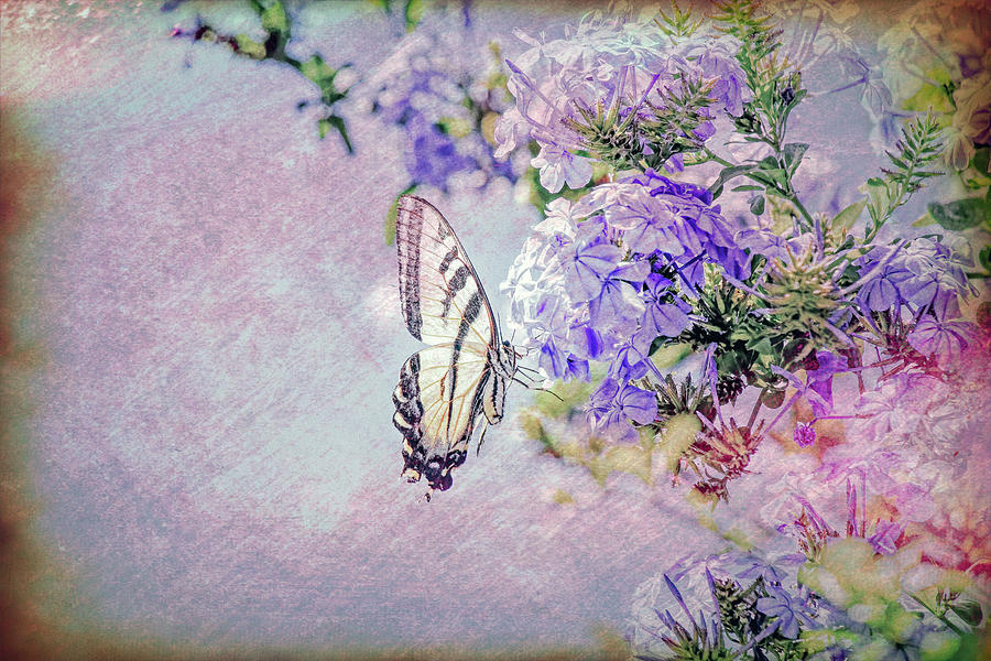 Swallowtail Butterfly on Plumbago Flowers Dream Texture 1 Mixed Media by Linda Brody