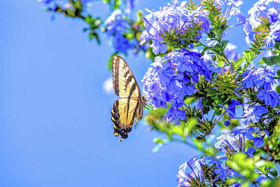 Butterfly Photograph - Swallowtail Butterfly on Plumbago Flowers  by Linda Brody
