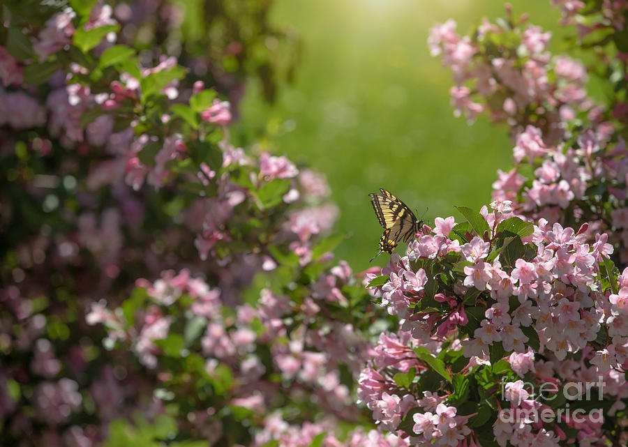Swallowtail Butterfly on the Weigela Photograph by Diane Diederich