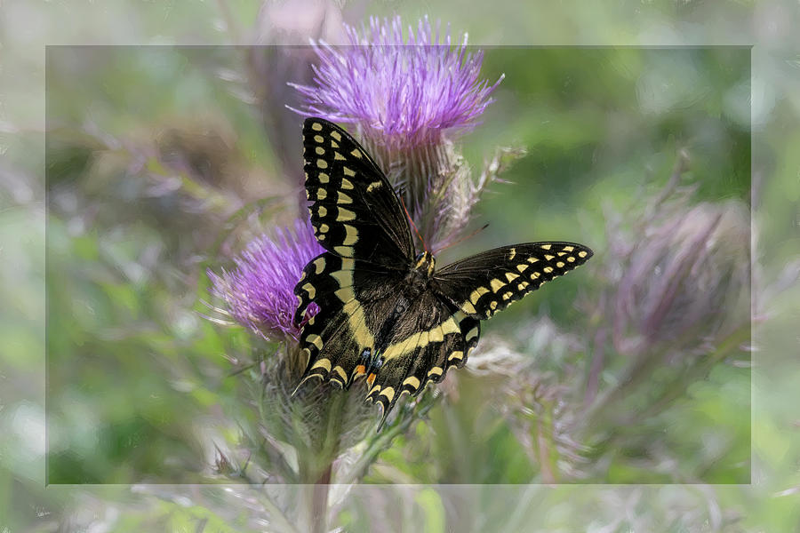 Swallowtail Butterfly on Thistle Photograph by Debra Martz