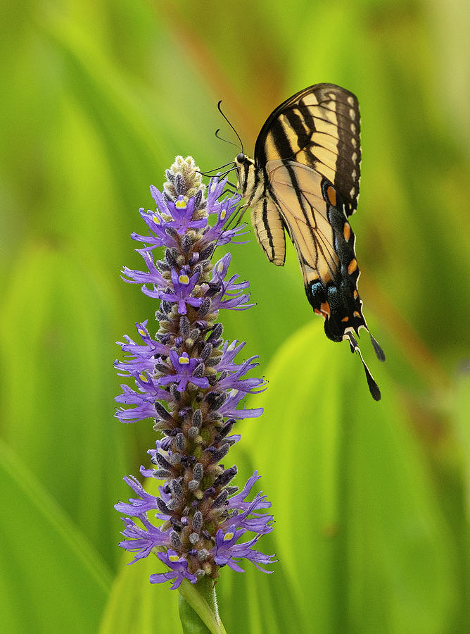 Swallowtail, Butterfly, Pickerel Weed Photograph by Eric Abernethy