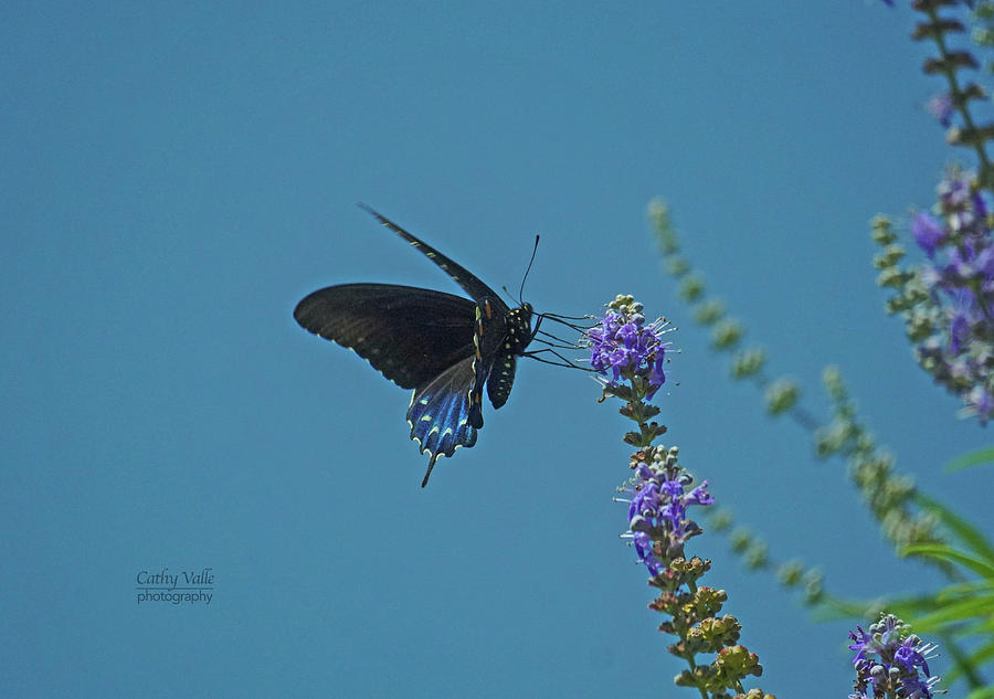 Swallowtail butterfly picture Photograph by Cathy Valle