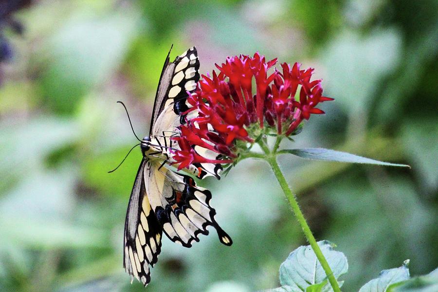 Swallowtail Butterfly Underside Photograph by Cynthia Guinn