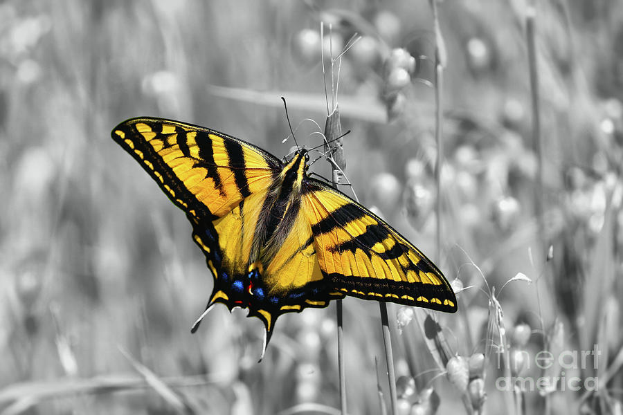 Swallowtail Butterfly Photograph by Vivian Krug Cotton