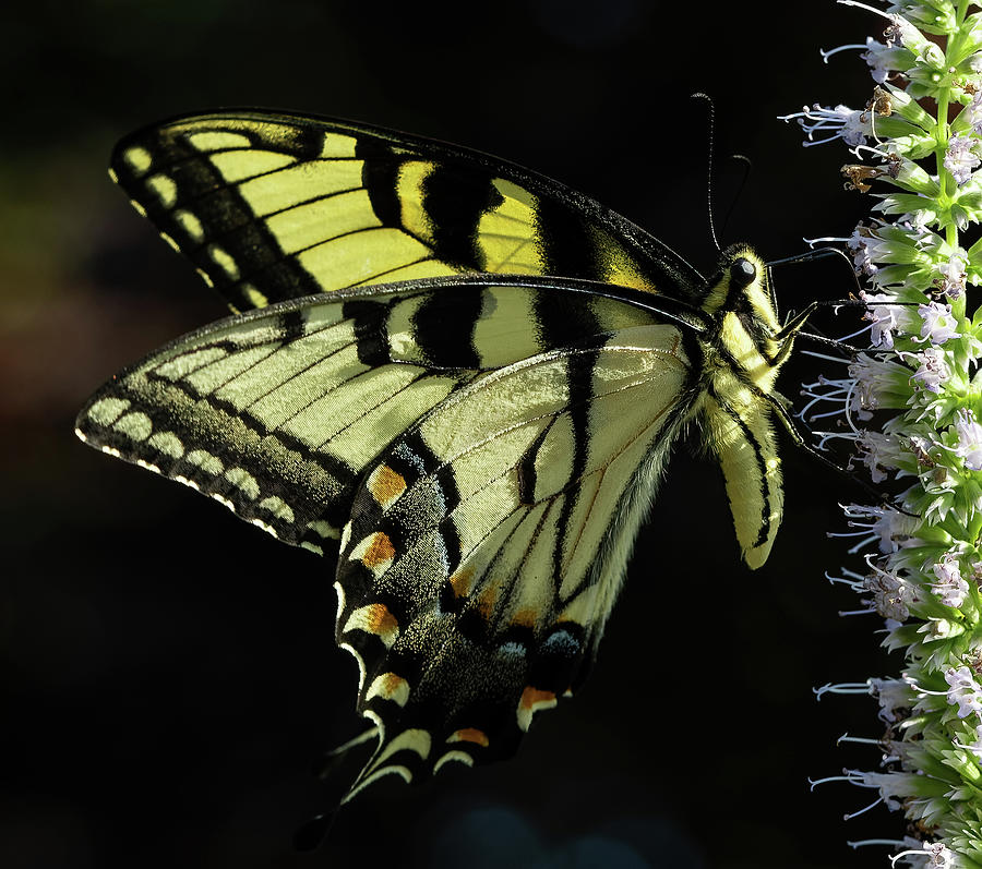 Swallowtail Butterfly Photograph by William Jobes