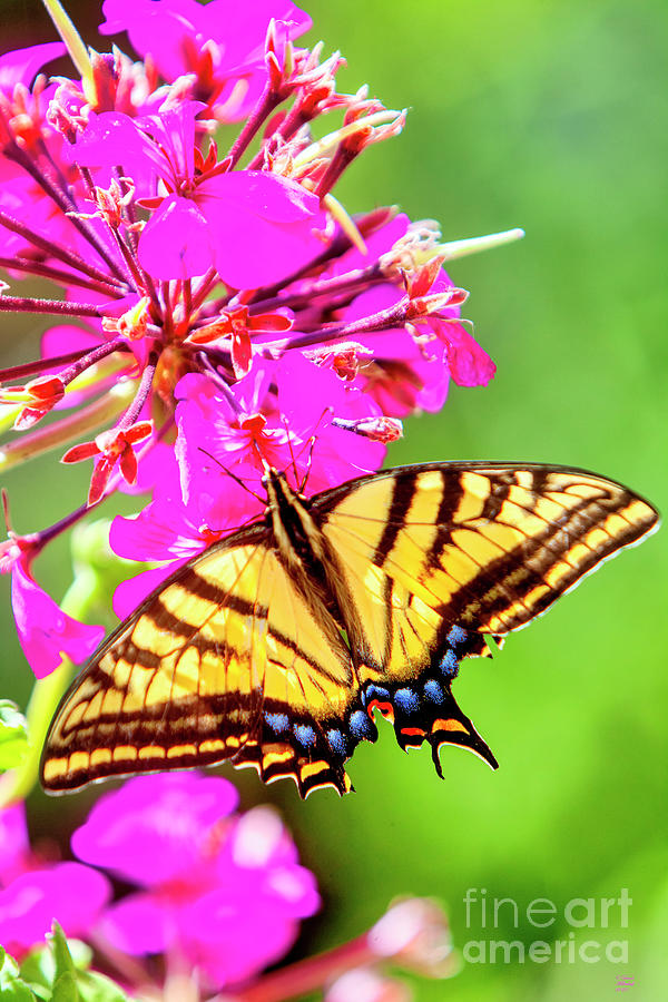 Swallowtail Butterfly with Flowers  Digital Art by David Millenheft