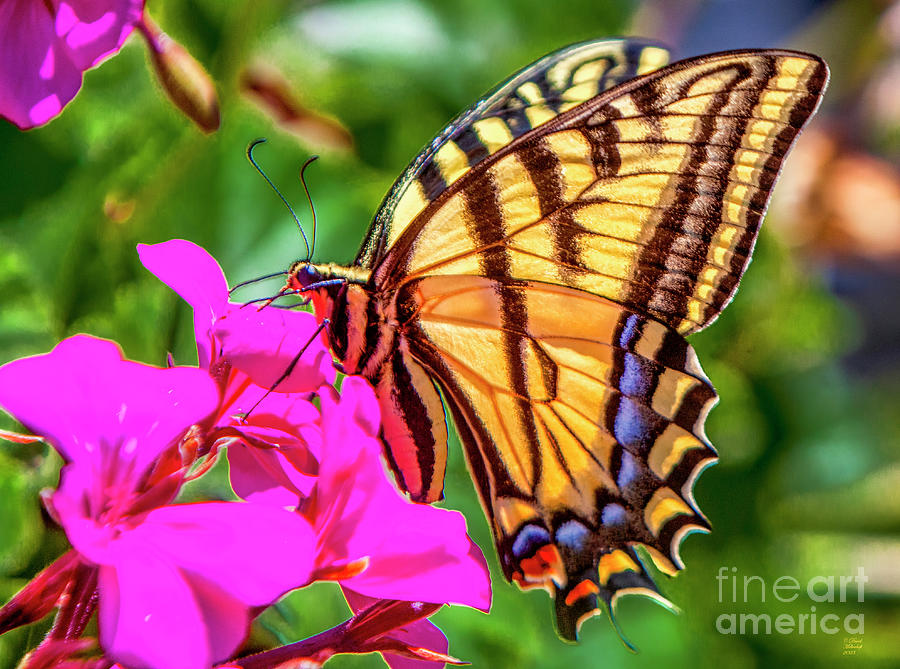 Swallowtail Butterfly with Magenta Flowers, Butterfly, Insect, B Digital Art by David Millenheft