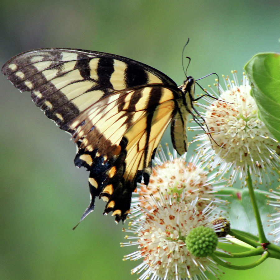 Swallowtail Photograph by Carolyn Stagger Cokley