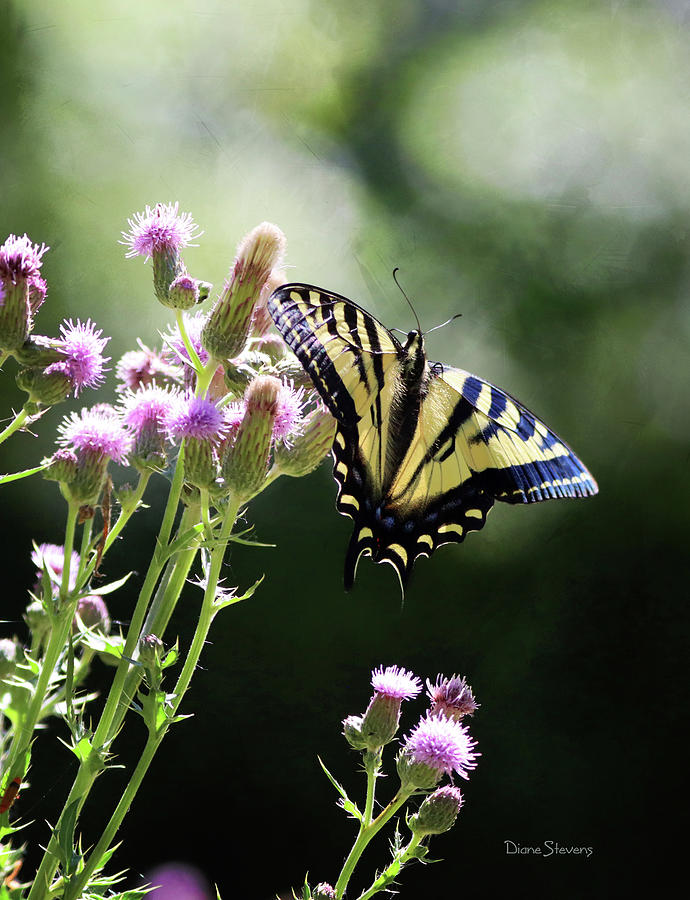 Swallowtail Day Dream Photograph by Diane Stevens | Fine Art America