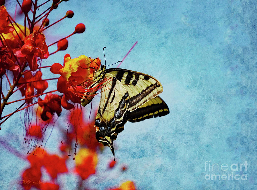 Swallowtail Exquisite Mixed Media by Debby Pueschel
