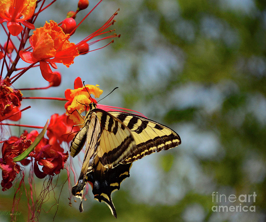 Swallowtail Hanging By A Petal Photograph by Debby Pueschel