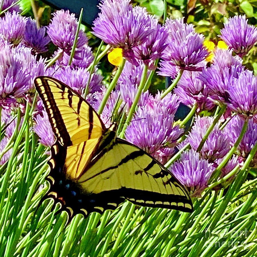 Swallowtail in Bloom Photograph by Wendy Golden